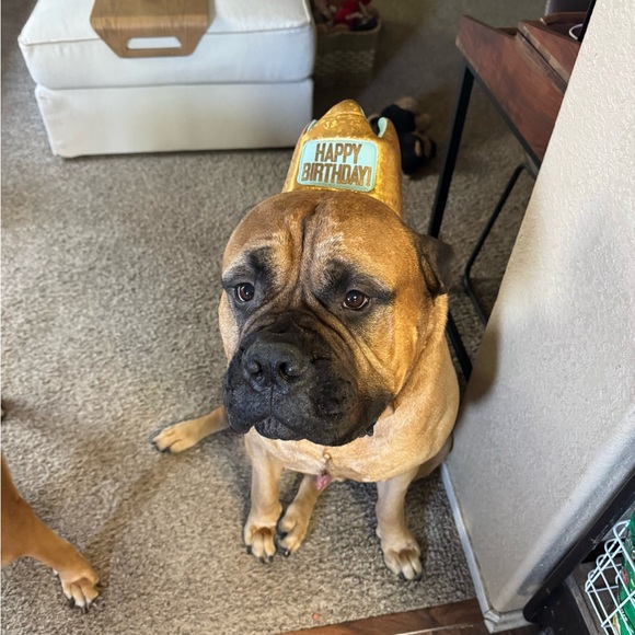 Meet your Posher, Posh - Picture 1 of 1